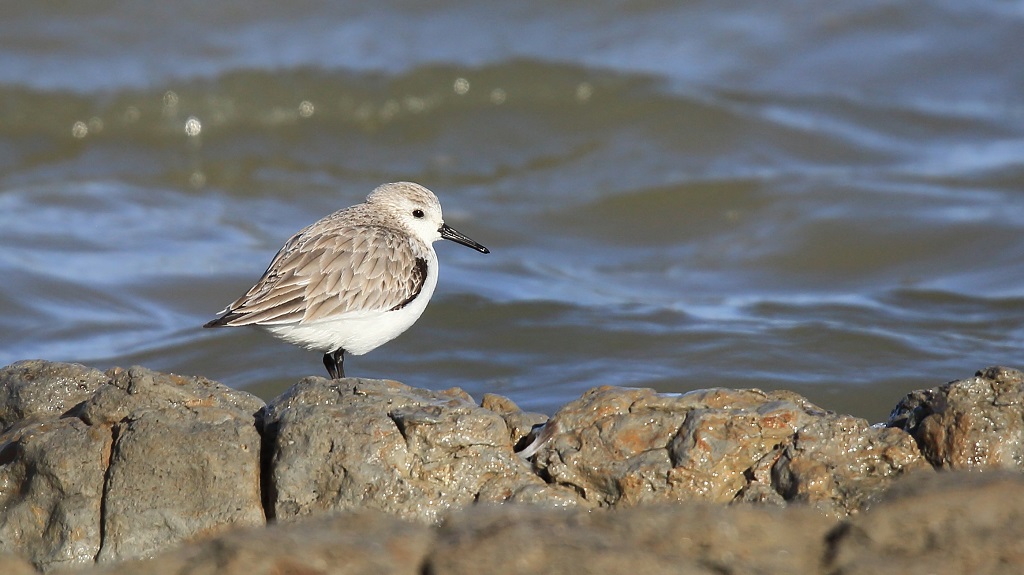 4 Bécasseau sanderling.jpg