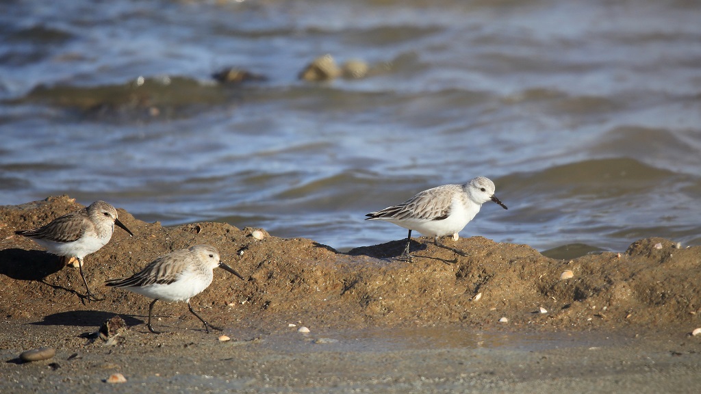 5 2 variables à gauche et 1 sanderling à droite.jpg