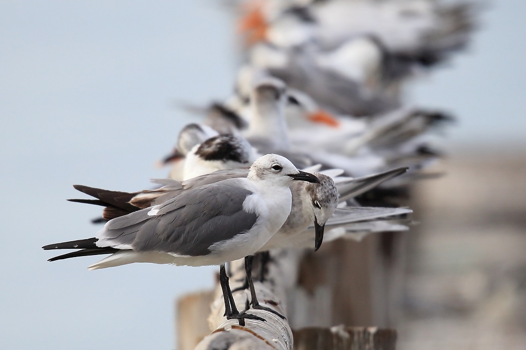 13 Mouette atricille.jpg