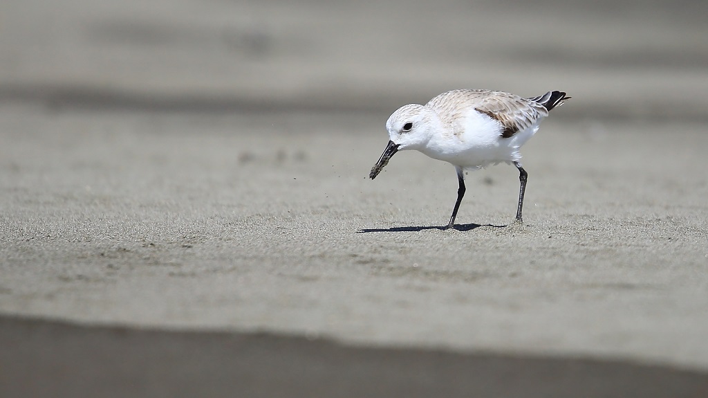 20 Bécasseau sanderling.jpg