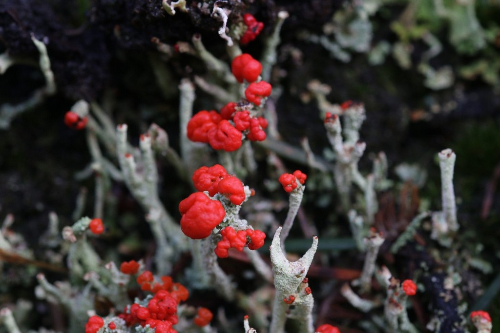 Cladonia coccifera-4460r.jpg