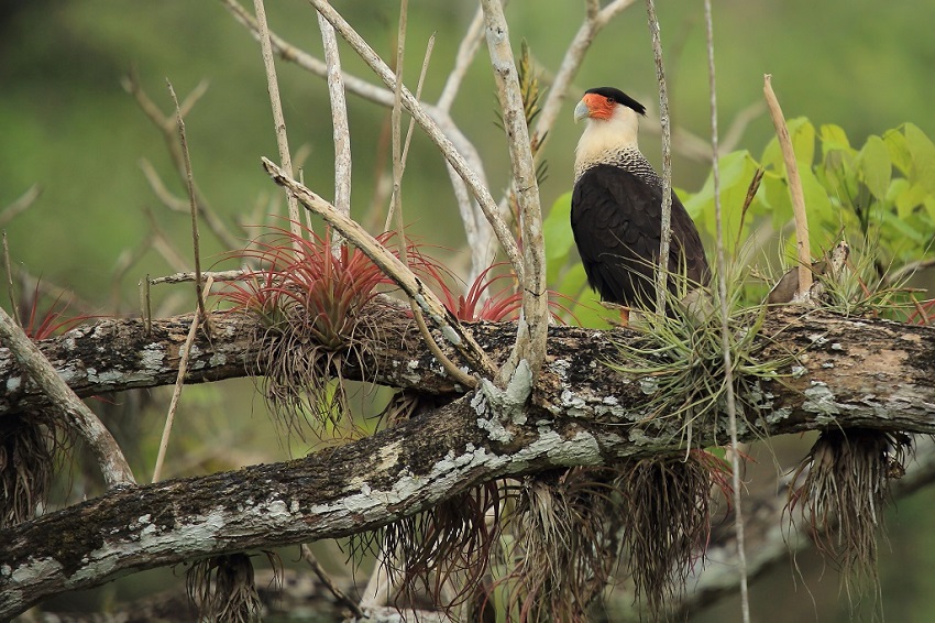 30 Caracara du nord.jpg