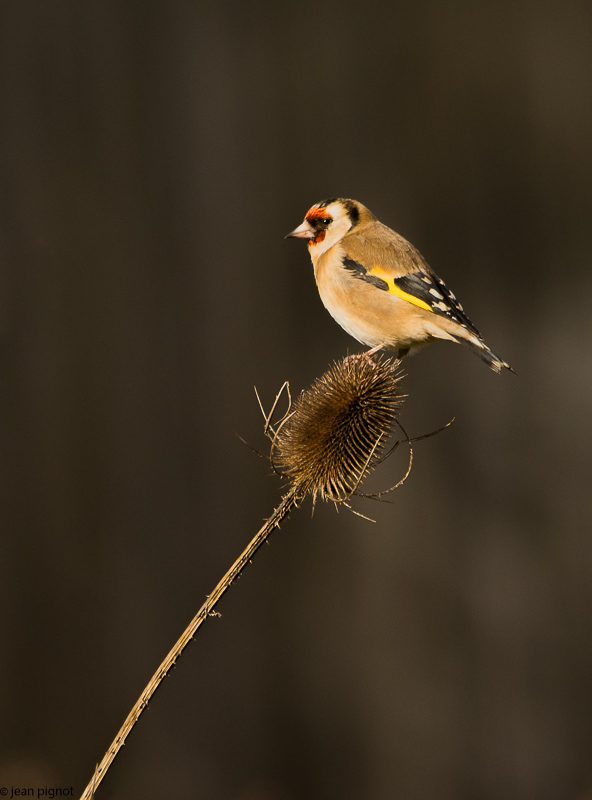 oiseaux friche 03 2018.jpg