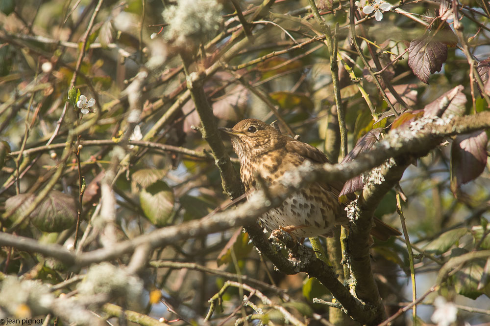 oiseaux friche 03 2018-4.jpg