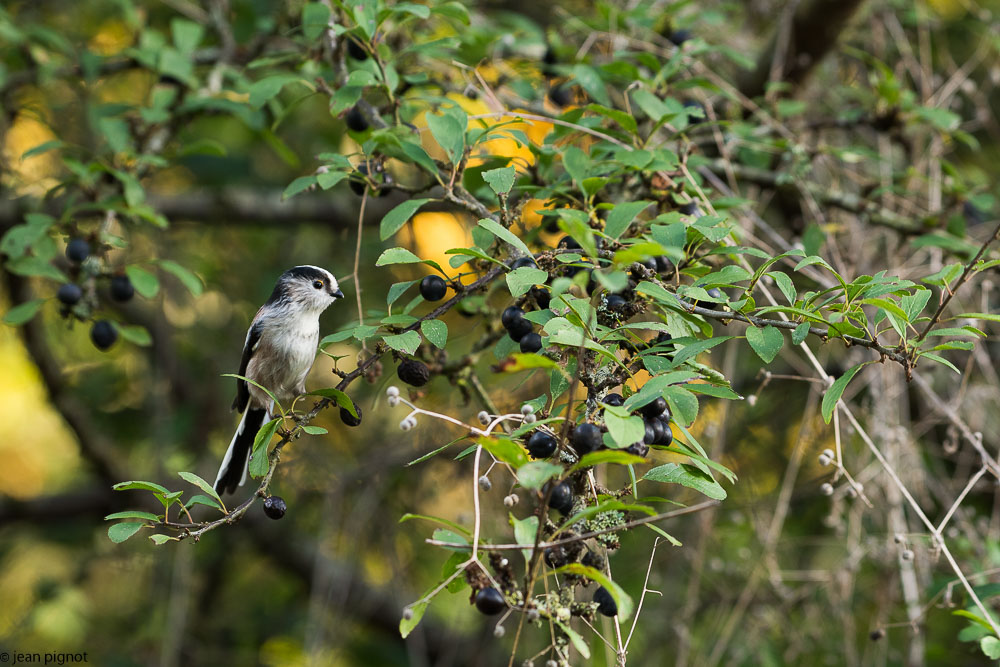 oiseaux friche 03 2018-3.jpg