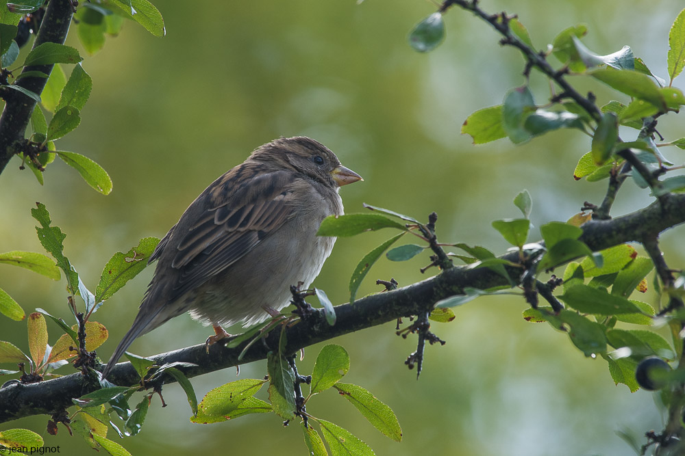 oiseaux friche 03 2018-2.jpg