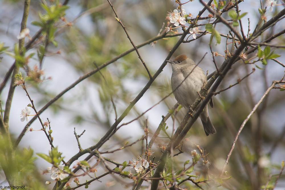 oiseaux friche 03 2018-5.jpg