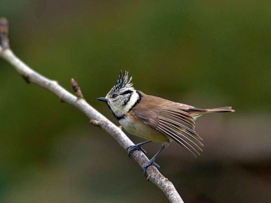 Mésange huppée 1.jpg