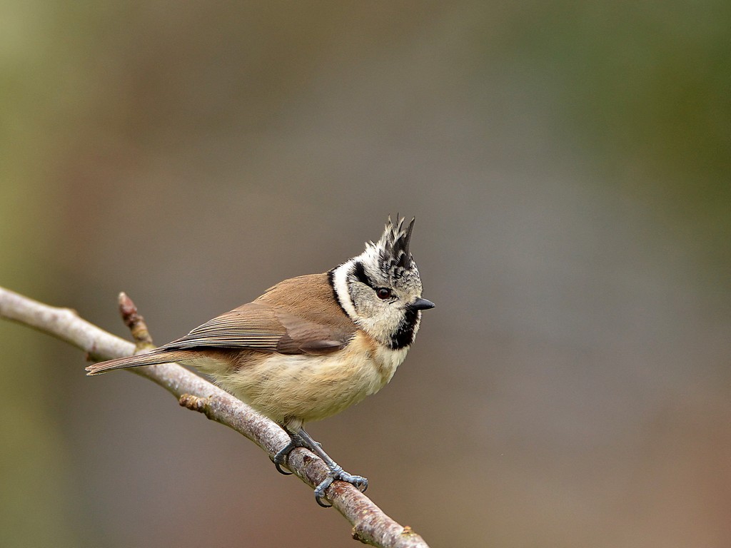 Mésange huppée 2.jpg