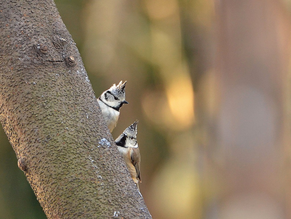 Mésange huppée 3.jpg