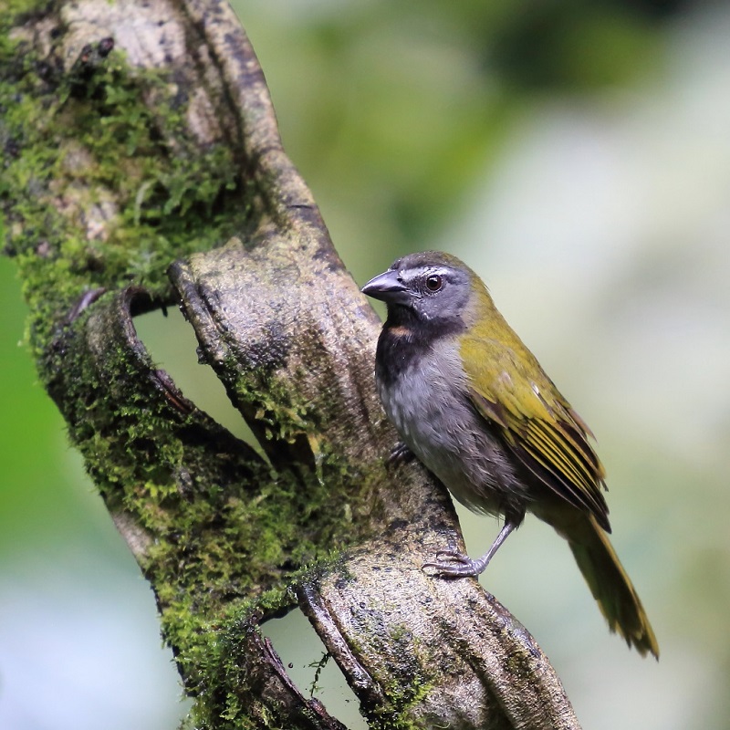 61 Saltator des grands bois.jpg