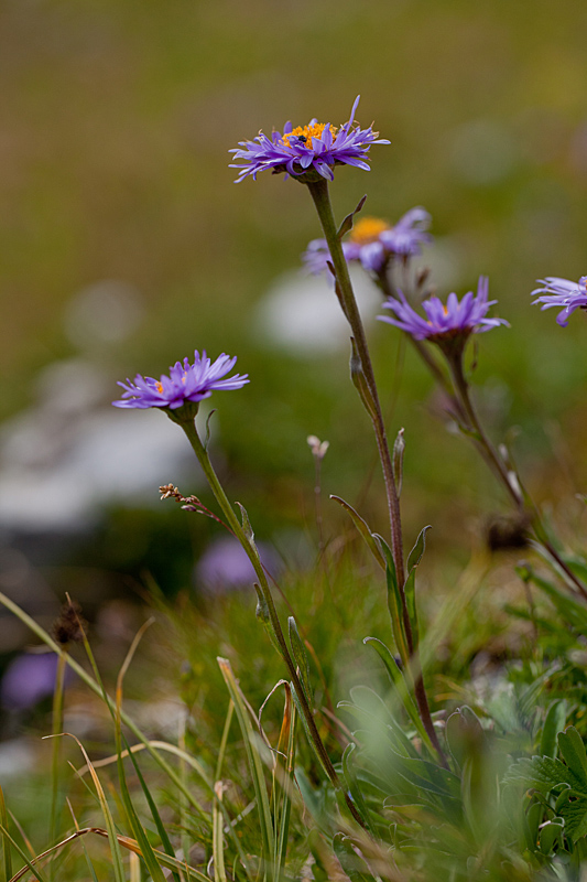 aster alpinus 6 IN.jpg