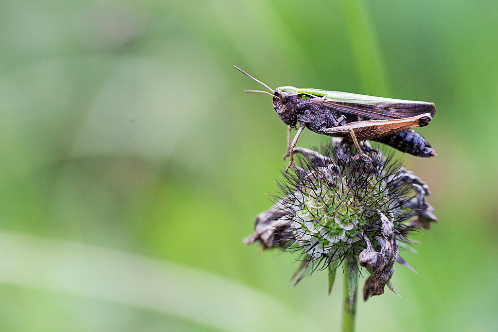 Criquet noir-ébéne (Omocestus rufipes) 1 IN.jpg