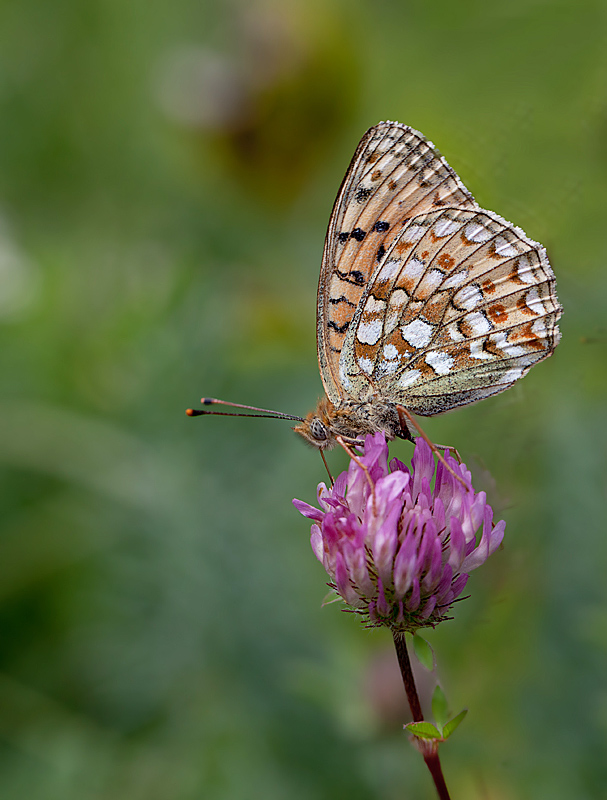 Le Chiffré (Argynnis niobe) 4 IN.jpg