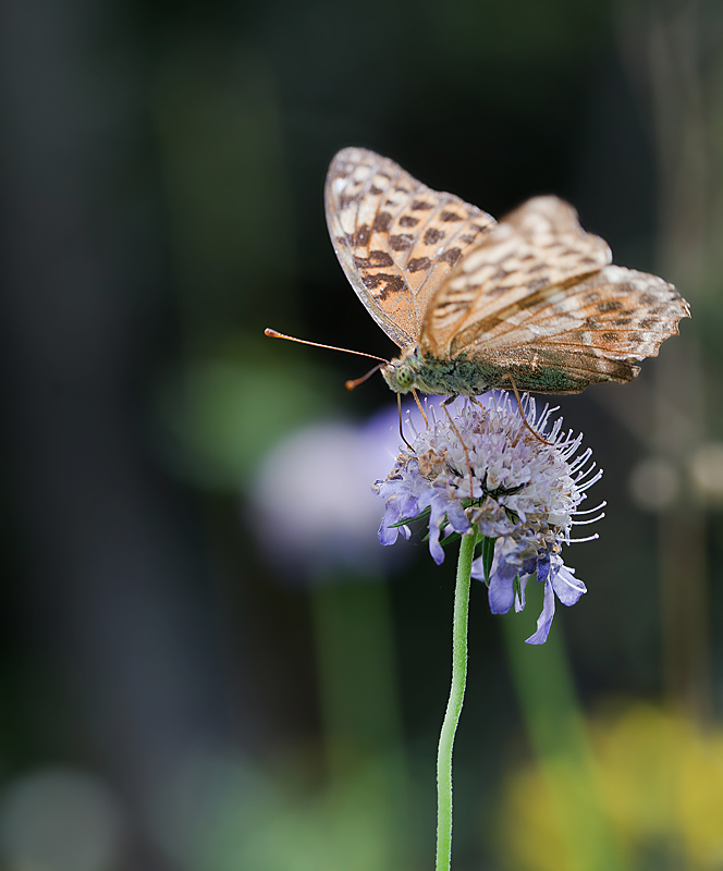 Le Tabac d'Espagne (Argynnis paphia) 5 IN.jpg