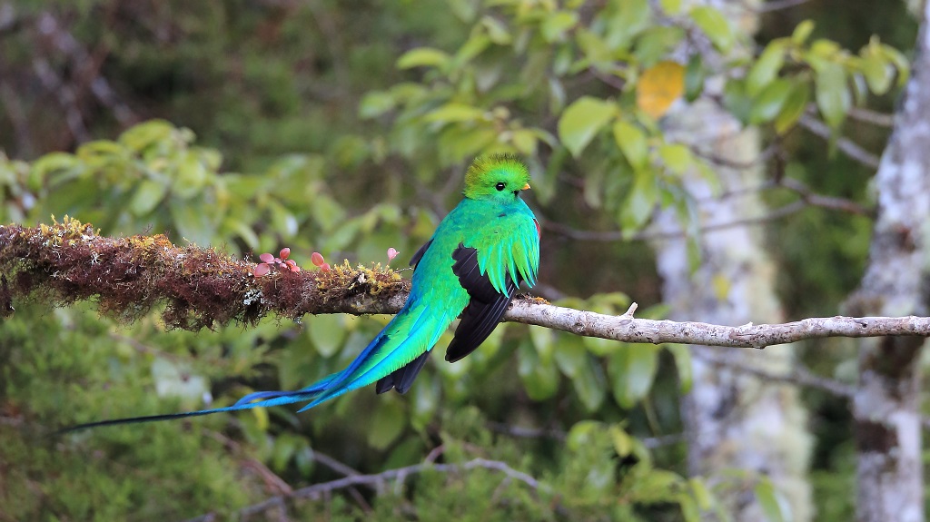 70 Quetzal resplendissant.jpg