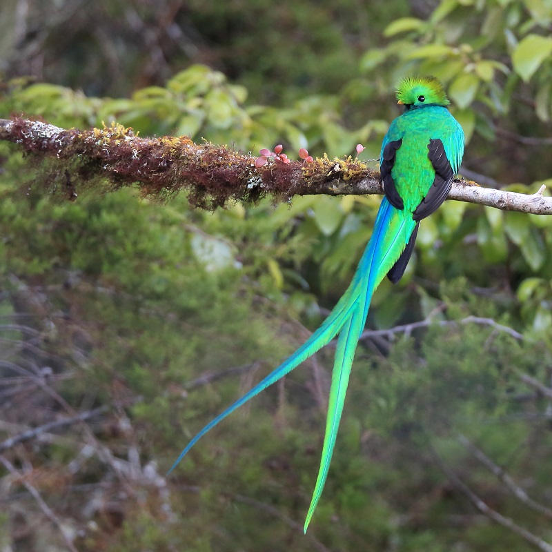 72 Quetzal resplendissant.jpg