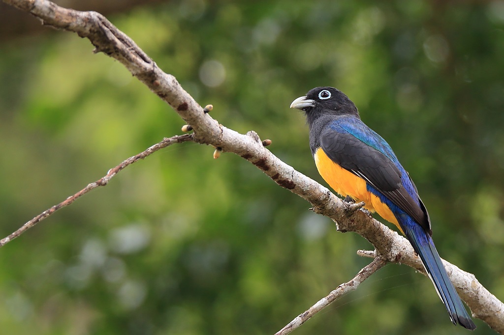 73 Trogon à tête noire.jpg