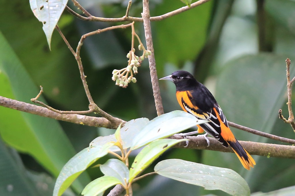 74 Oriole à capuchon.jpg