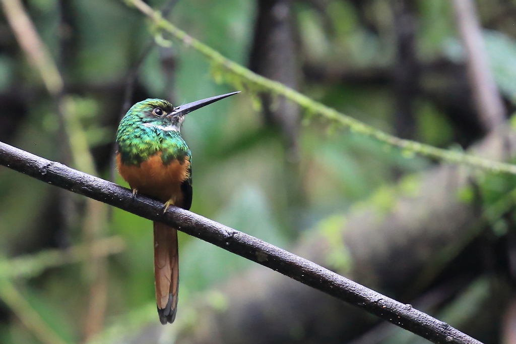 84 Jacamar à queue rousse.jpg