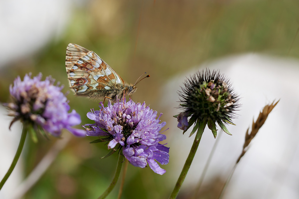 Le Nacré subalpin (Boloria pales) F1 IN.jpg