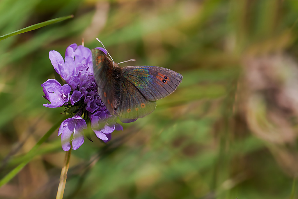 Le Moiré lustré ( Erebia cassioides ) 5 IN.jpg