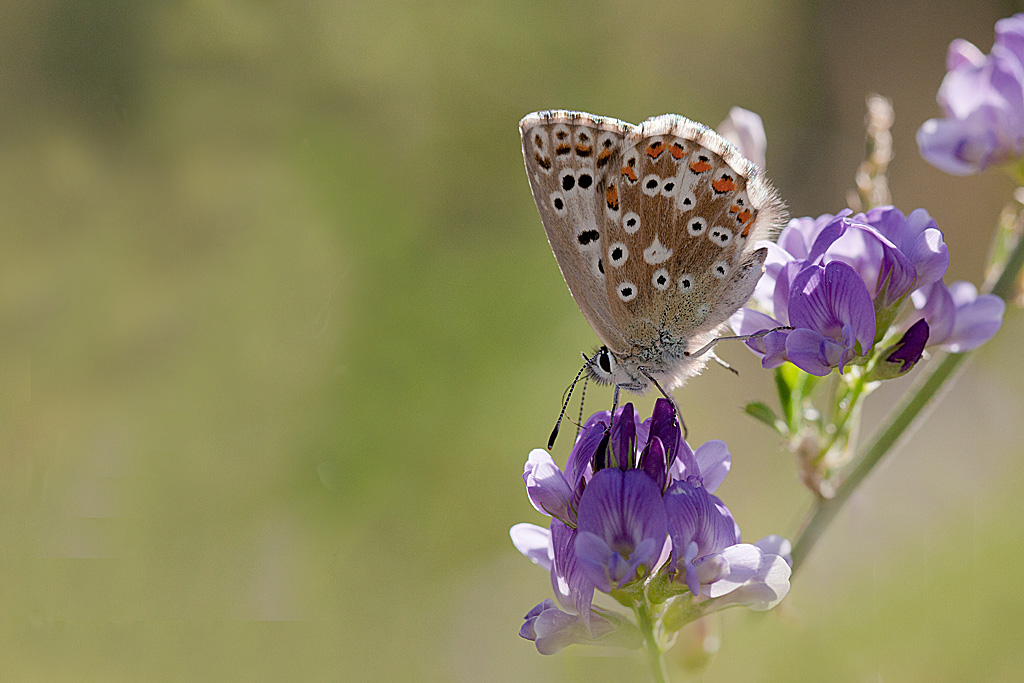 L'Argus bleu-nacré Lysandra coridon 7 IN.jpg