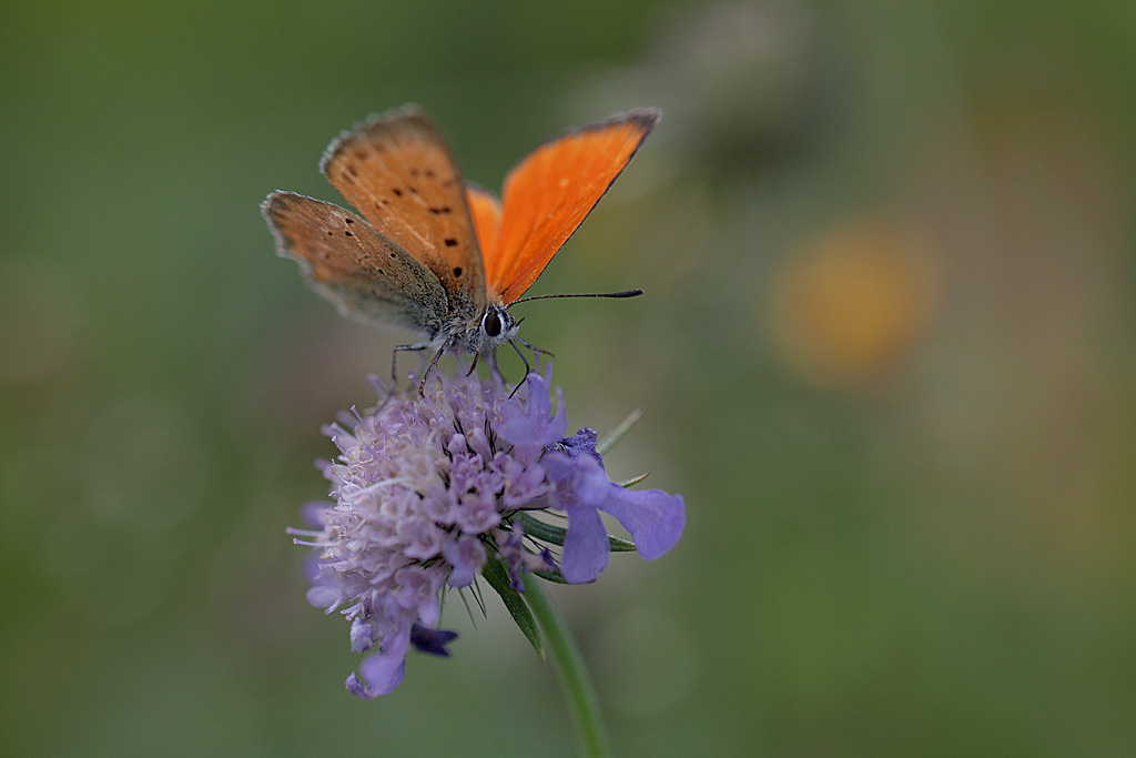 Lycaena virgaureae = Heodes virgaureae ( Le Cuivré de la Verge d'or ) 6 IN.jpg