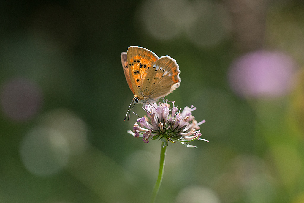 Lycaena virgaureae = Heodes virgaureae ( Le Cuivré de la Verge d'or ) 7 IN.jpg