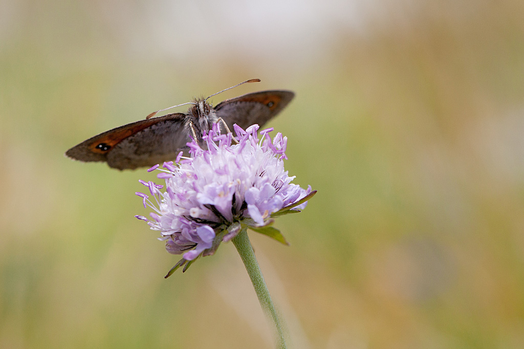 Le Moiré lustré ( Erebia cassioides ) F1 IN.jpg