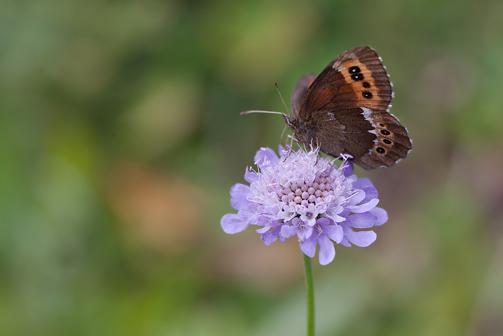 Le Moiré blanc-fascié (Erebia ligea) 1 IN.jpg