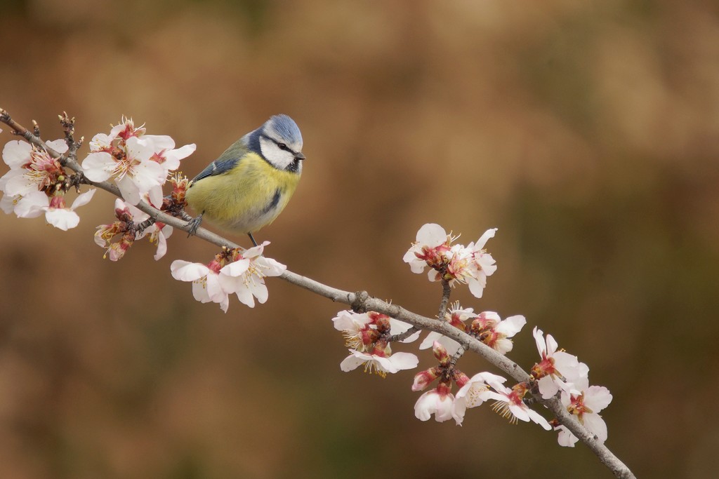 Mésange bleue (2).JPG