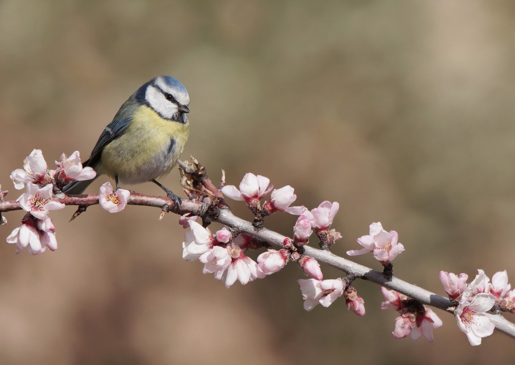 Mésange bleue (1).jpg