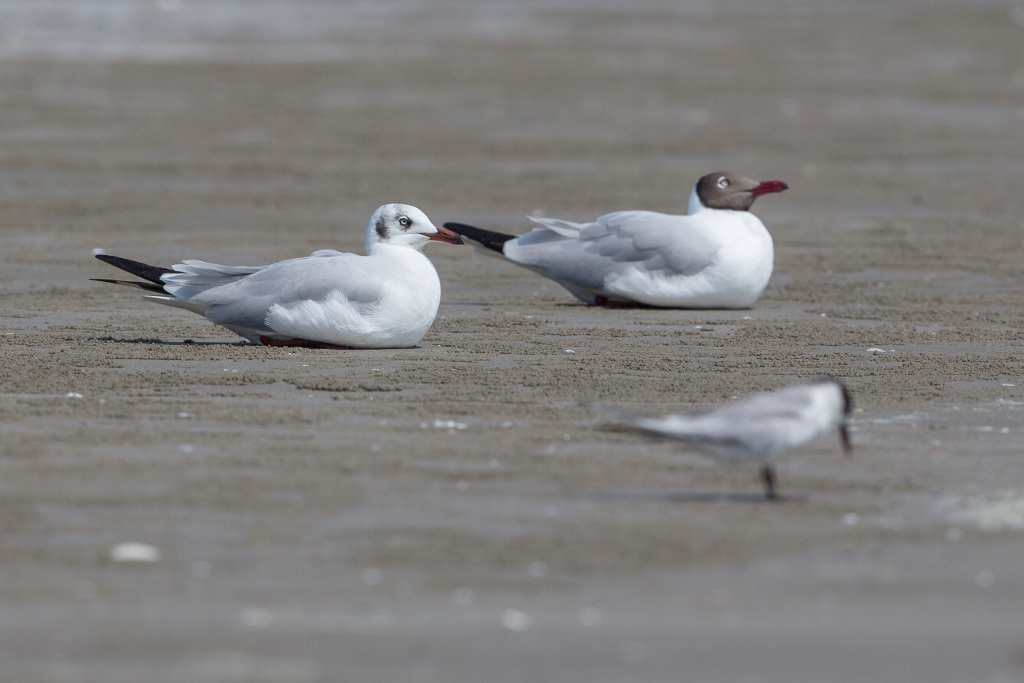 Mouette du Tibet 2018-03 Laem Pak BiaIN.jpg