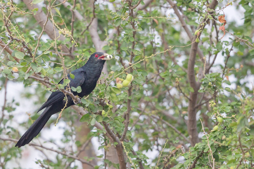 Coucou koel 2018-03 Laem Pak BiaIN.jpg