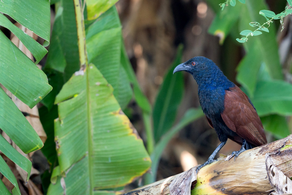 Grand coucal 2018-03 Phetchaburi-2IN.jpg