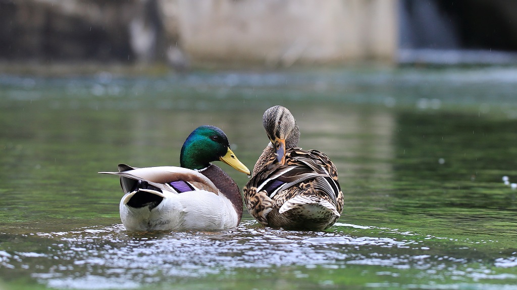 Toilettage des Colverts (2).jpg