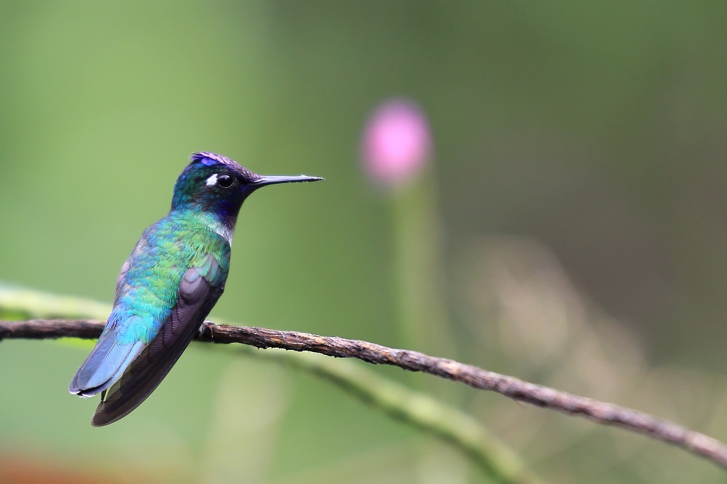 108 Colibri à tête violette.jpg