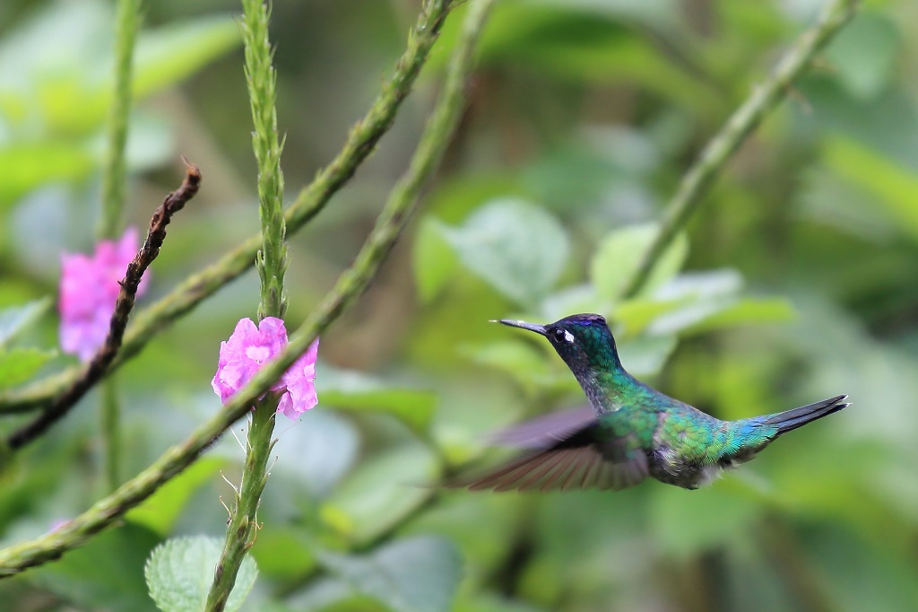 109 Colibri à tête violette.jpg