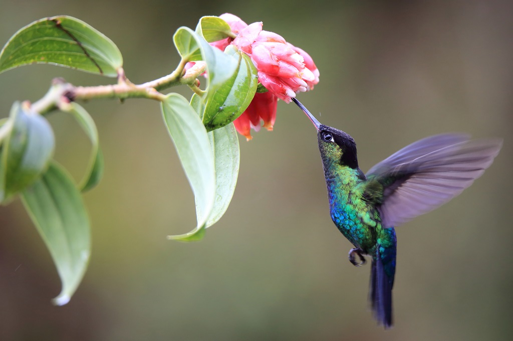 110 Colibri de Rivoli.jpg