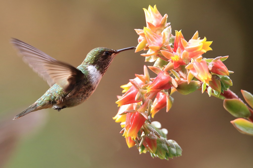 115 Colibri flammule.jpg