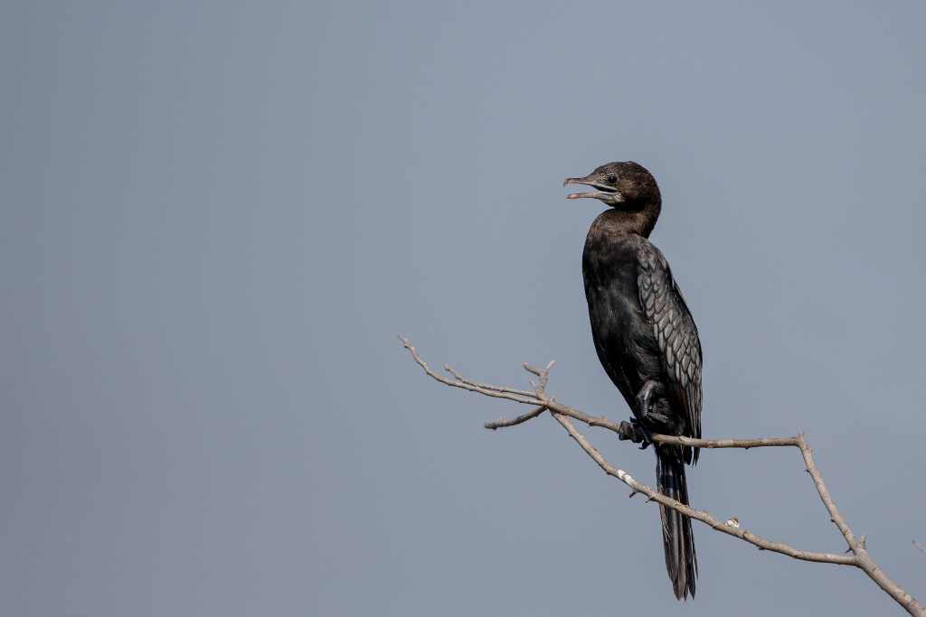 Cormoran de Vieillot 2018-03 Laem Pak BiaIN.jpg