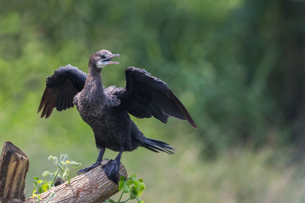 Cormoran de vieillot 2018-03 Phetchaburi-2IN.jpg