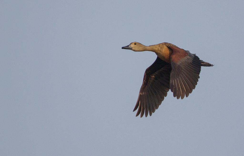 Dendrocygne siffleur 2018-03 Laem Pak Bia-10IN.jpg