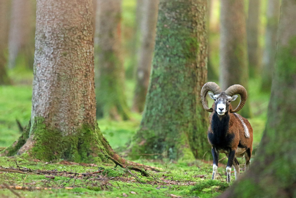 Mouflon Sapinière photo3.jpg