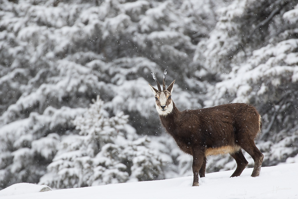 forum I&N 2018-03 Chamois-009.jpg