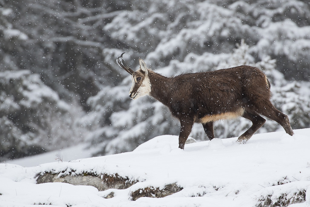 forum I&N 2018-03 Chamois-011.jpg