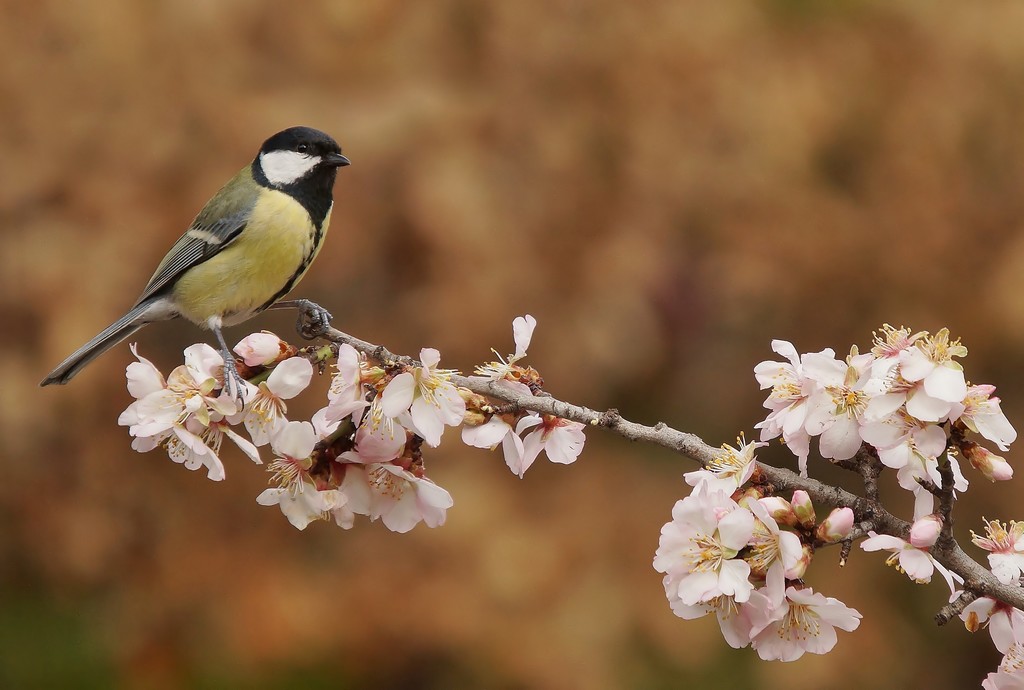 Mésange charbonnière.jpg