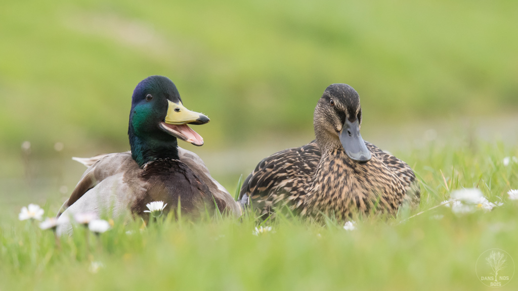 couple colvert 2.jpg