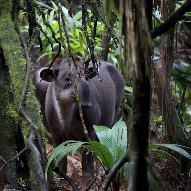 123 Tapir.jpg